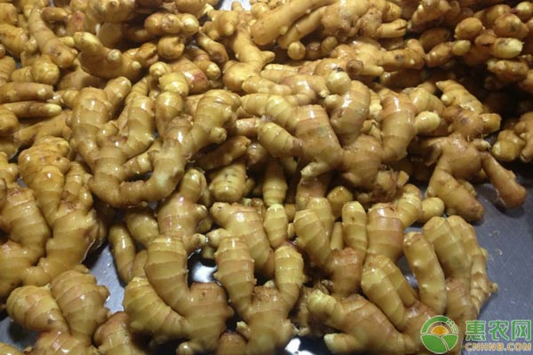 大姜种植技术视频大全