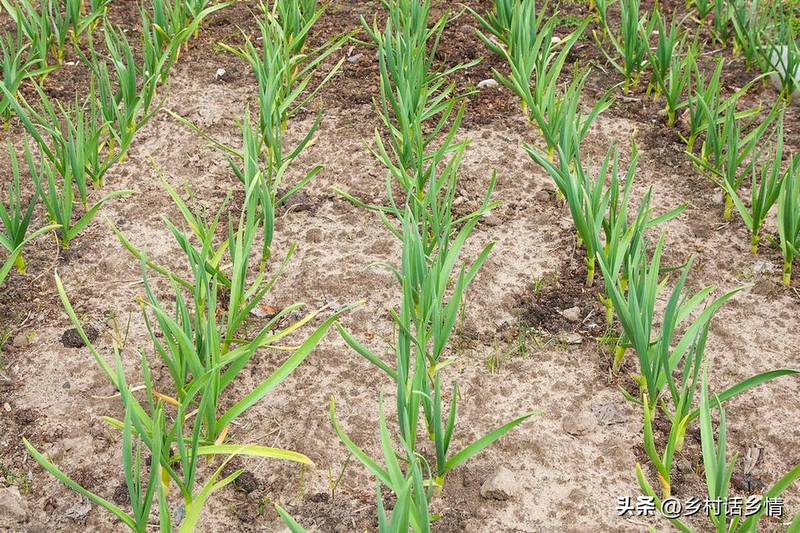 夏季大蒜种植技术