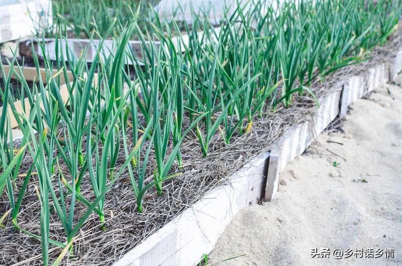 夏季大蒜种植技术