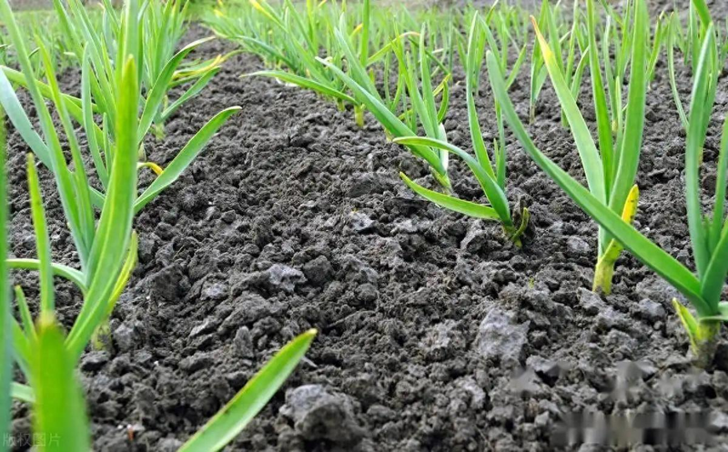 夏季大蒜种植技术