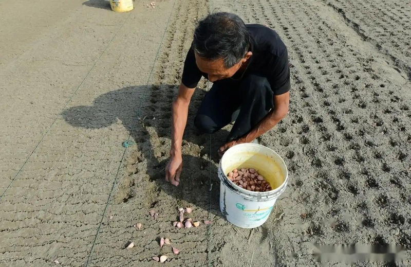 夏季大蒜种植技术