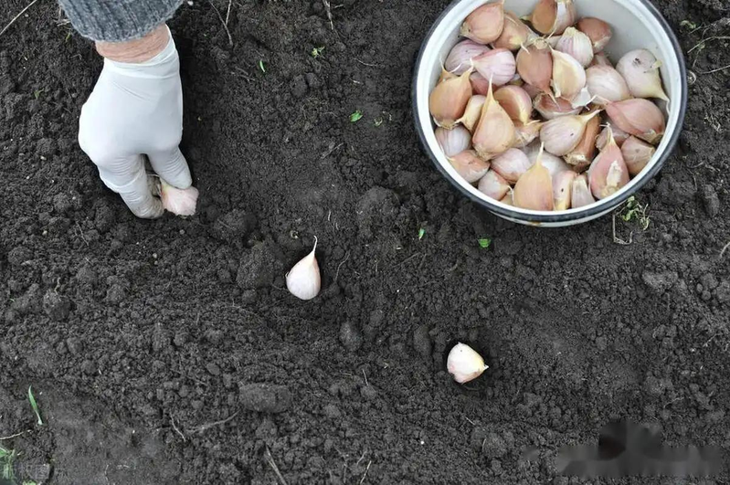 夏季大蒜种植技术