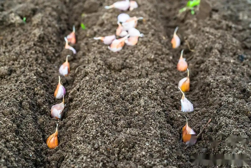 夏季大蒜种植技术