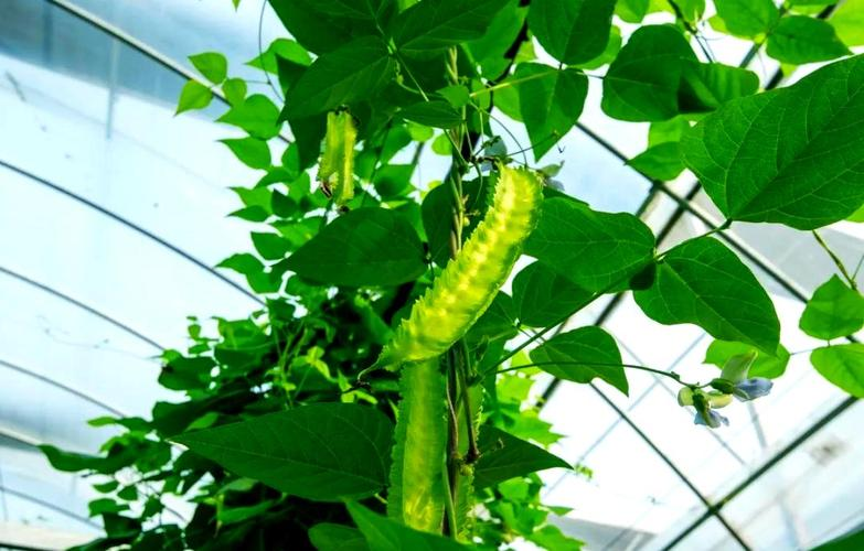 四棱豆的种植技术