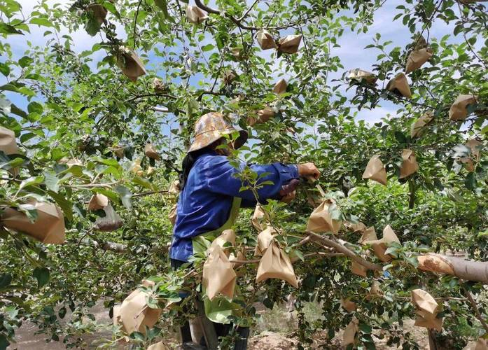 广东水瓜的种植方法