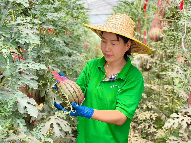 广东水瓜的种植方法