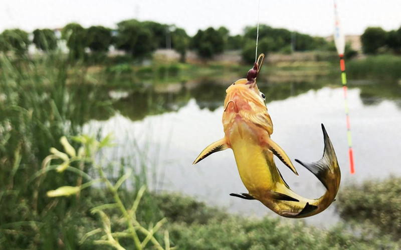 微信彩票欢乐钓鱼规律