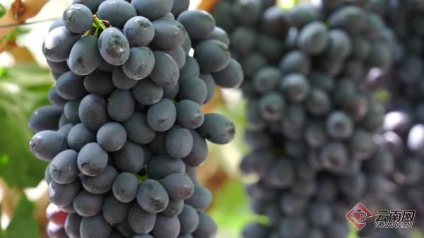 云南宾川红提葡萄种植技术