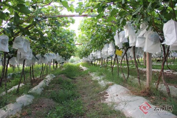 云南宾川红提葡萄种植技术
