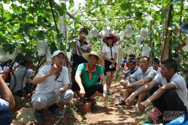 云南宾川红提葡萄种植技术