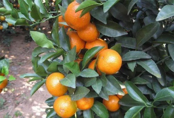 沙糖桔的种植技术
