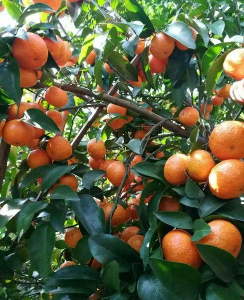 沙糖桔的种植技术