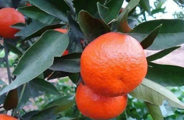 沙糖桔的种植技术