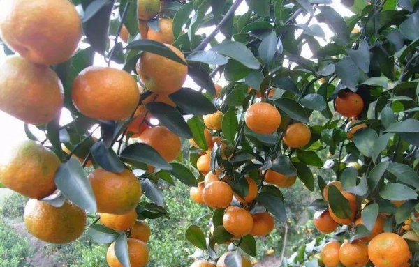 沙糖桔的种植技术