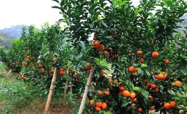 沙糖桔的种植技术