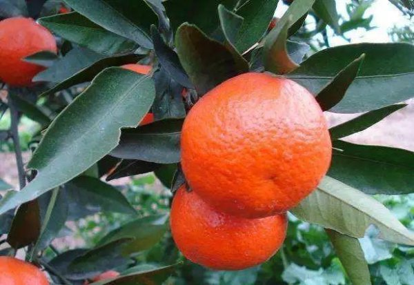 沙糖桔的种植技术