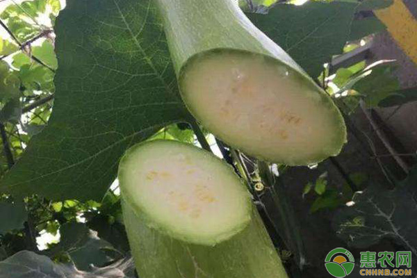 砍瓜种植技术和时间