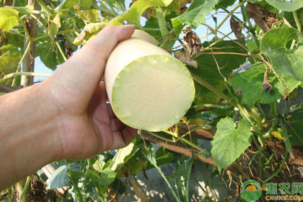 砍瓜种植技术和时间