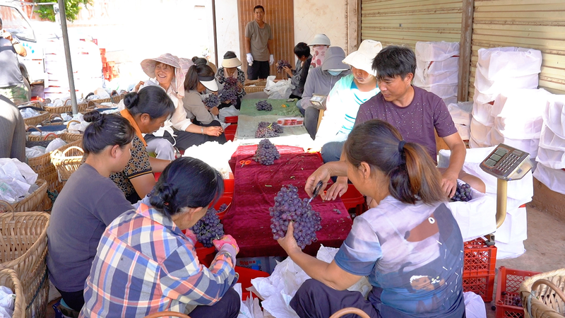 云南宾川红提葡萄种植技术