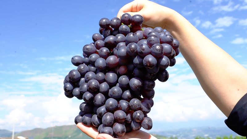 云南宾川红提葡萄种植技术