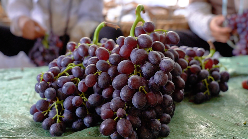 云南宾川红提葡萄种植技术