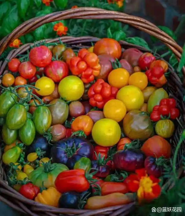 蕃茄如何种植技术