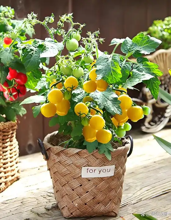 蕃茄如何种植技术