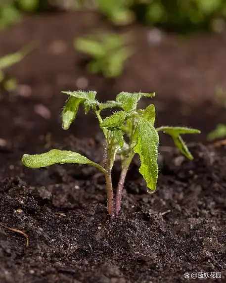 蕃茄如何种植技术