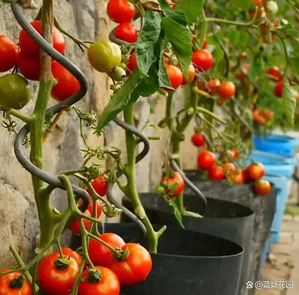 蕃茄如何种植技术