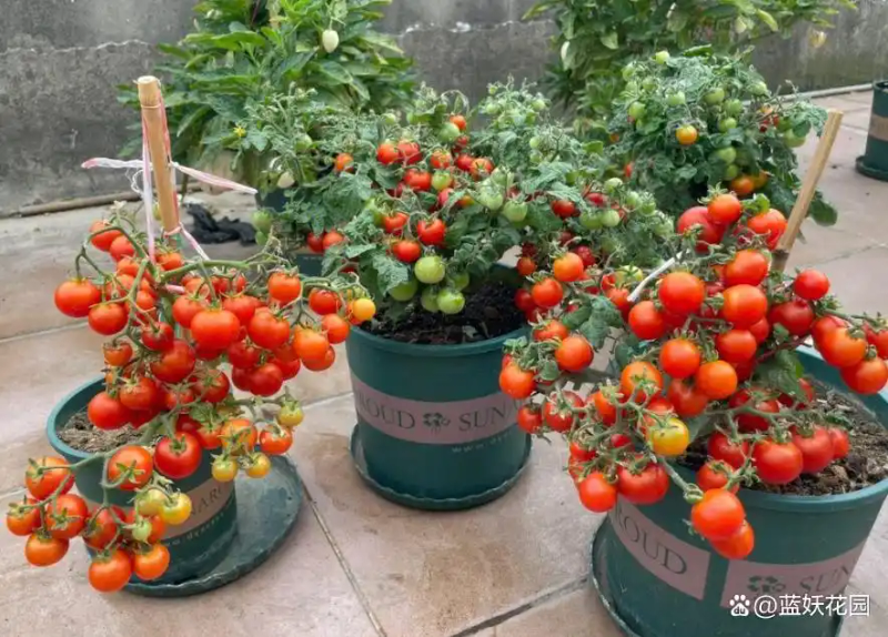 蕃茄如何种植技术