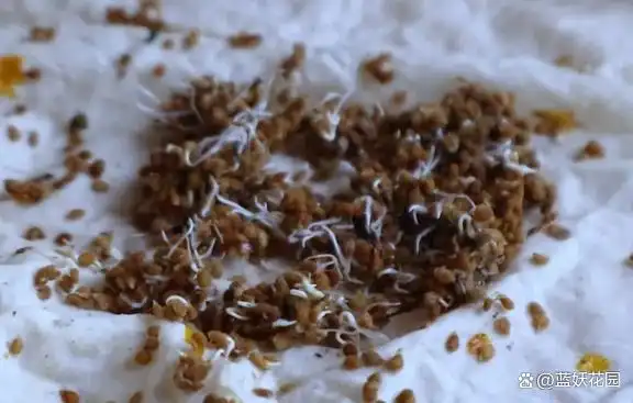 蕃茄如何种植技术