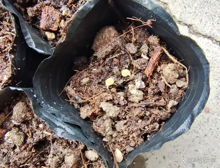 蕃茄如何种植技术