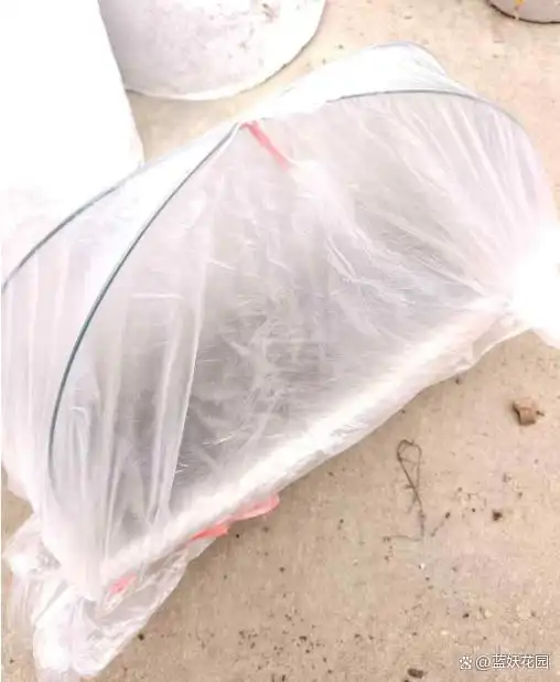 蕃茄如何种植技术