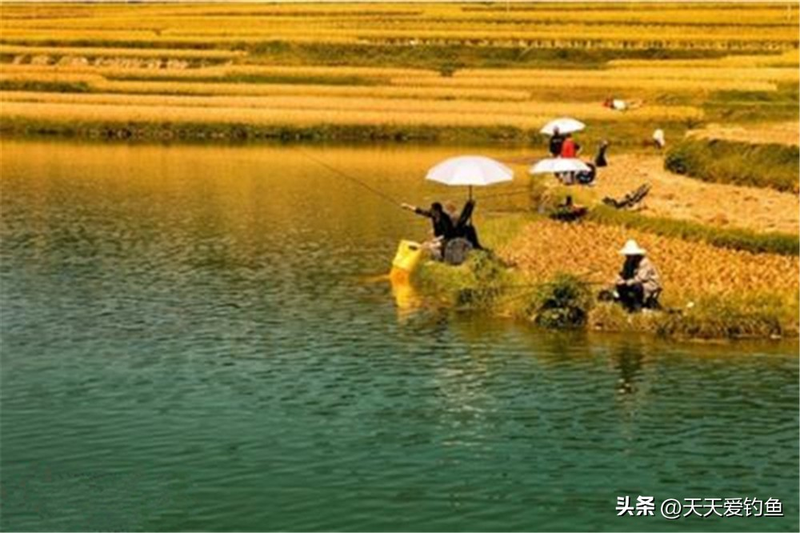 微信彩票欢乐钓鱼规律