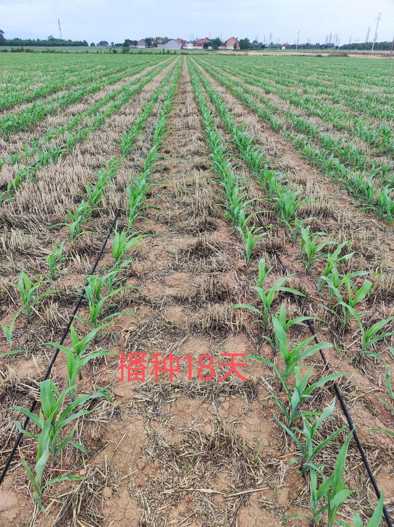 玉米高产种植技术