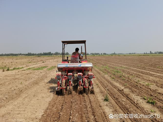 玉米高产种植技术