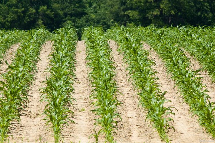 玉米高产种植技术