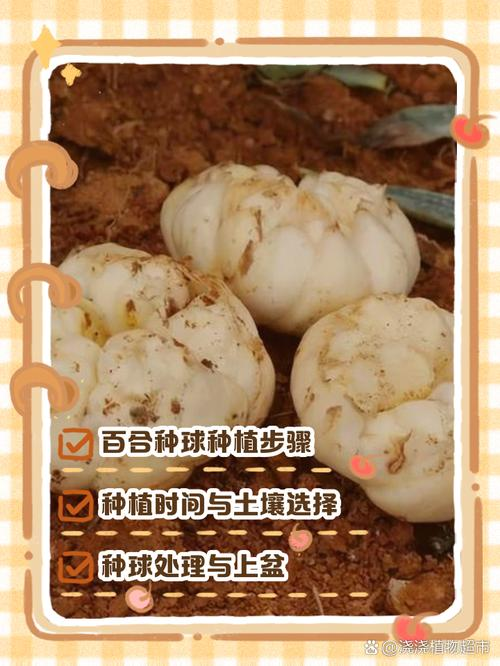 百合怎么种植方法图解