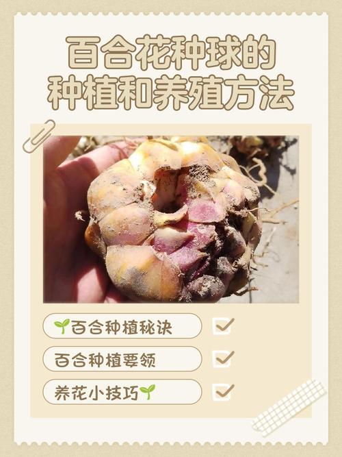 百合怎么种植方法图解