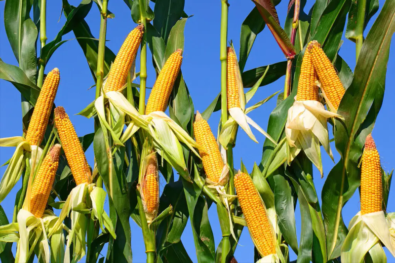 玉米高产种植技术