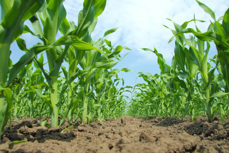 玉米高产种植技术