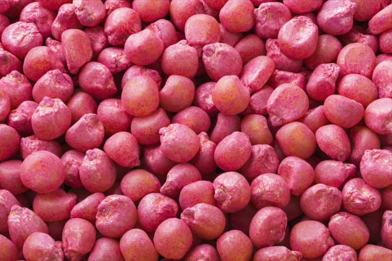 玉米高产种植技术