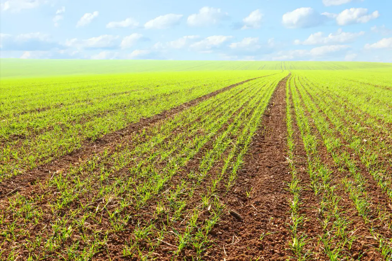 玉米高产种植技术