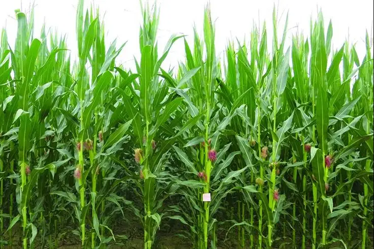 玉米高产种植技术