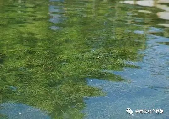 伊乐藻种植方法图片