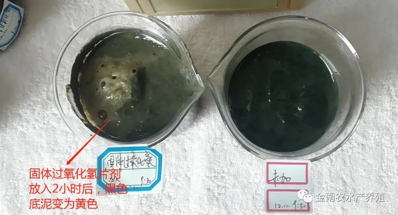 伊乐藻种植方法图片