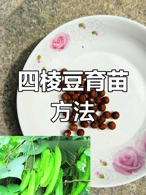 四棱豆的种植技术