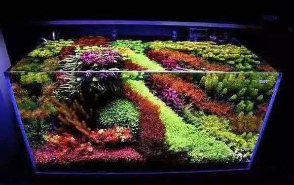 伊乐藻种植方法图片