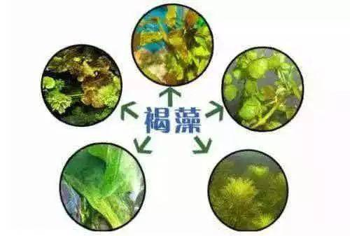 伊乐藻种植方法图片