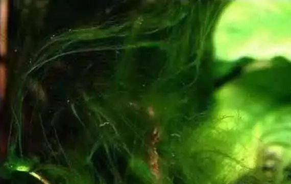 伊乐藻种植方法图片